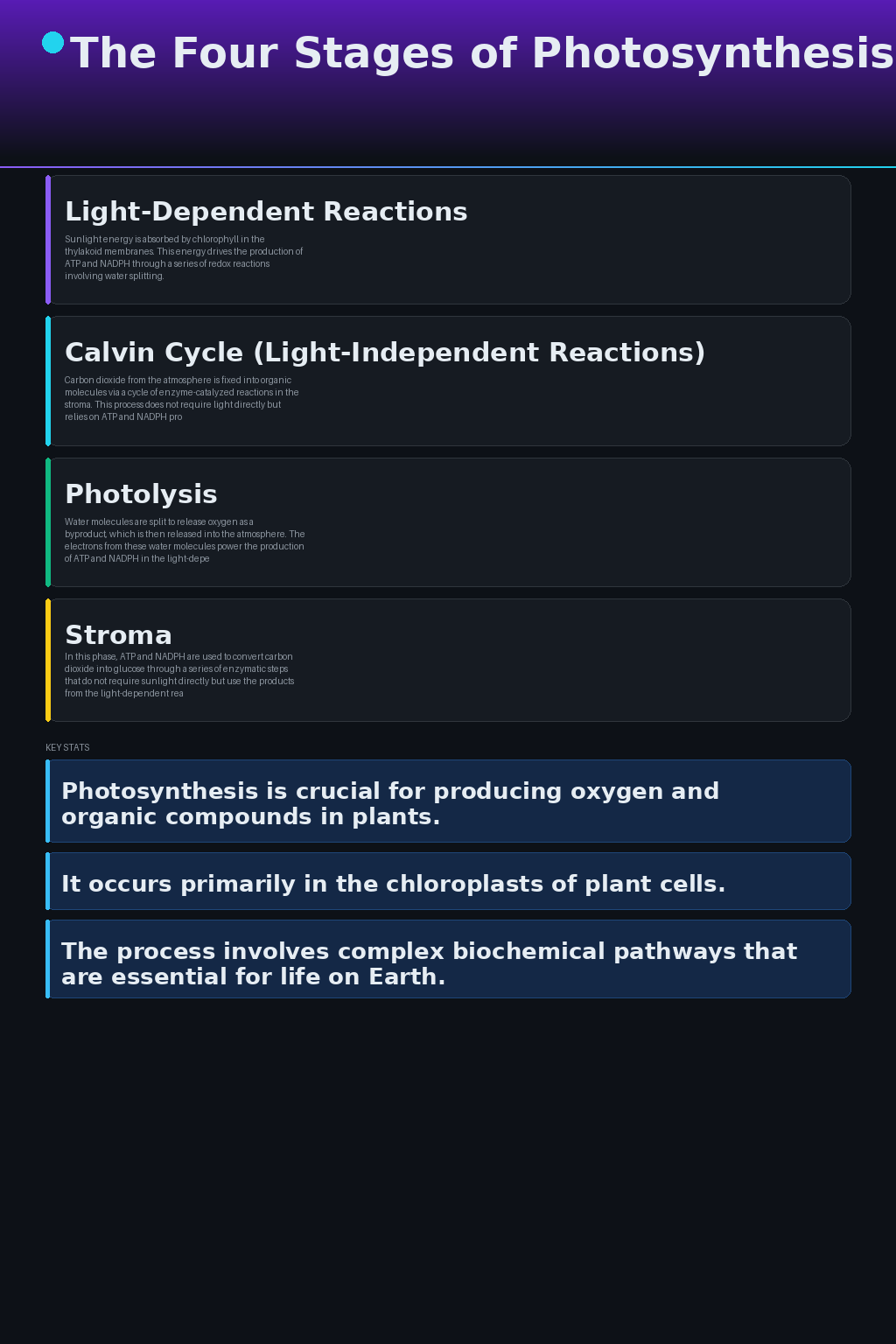 Infographic · four stages of photosynthesis